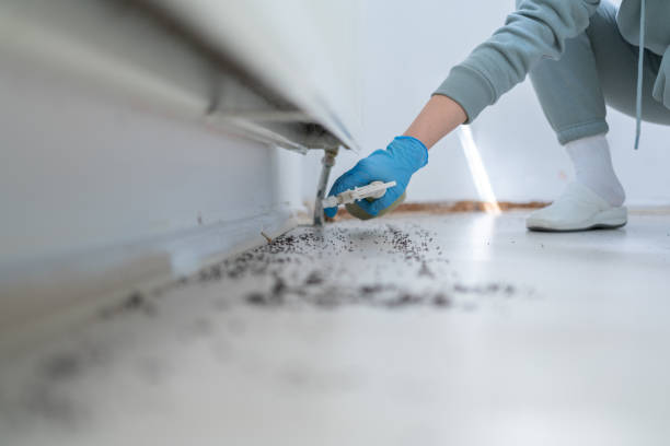 Best Wasp Removal Services  in Dundee, MI